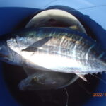 網代の釣りもずいぶん変化した。