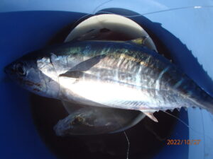 網代の釣りもずいぶん変化した。