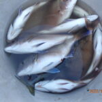 網代のボートつり