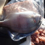 網代のボート釣り情報