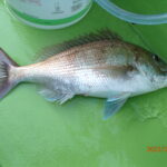 久しぶりの遊漁船での鯛釣り。　