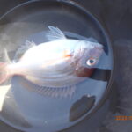 網代のボートつりポイント情報