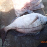 網代のボートつりポイント