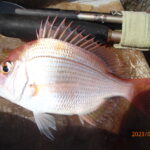 網代のボート釣り情報