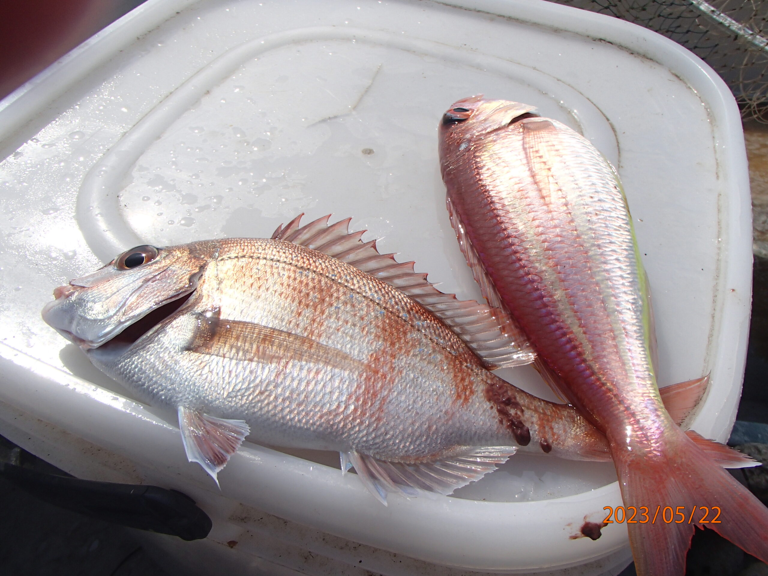 網代のボート釣り　