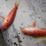 網代のボートつりポイント