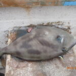 網代のボートつりポイント