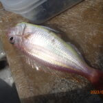 網代のボートつりポイント