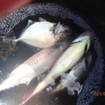 網代のボートつりポイント