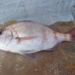 網代のボートつりポイント情報