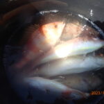 網代のボートつりポイント