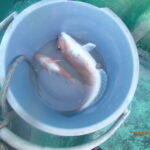 網代で仕立てた釣りは、とても楽しかった。船の故障はあったが何とか出船できた。